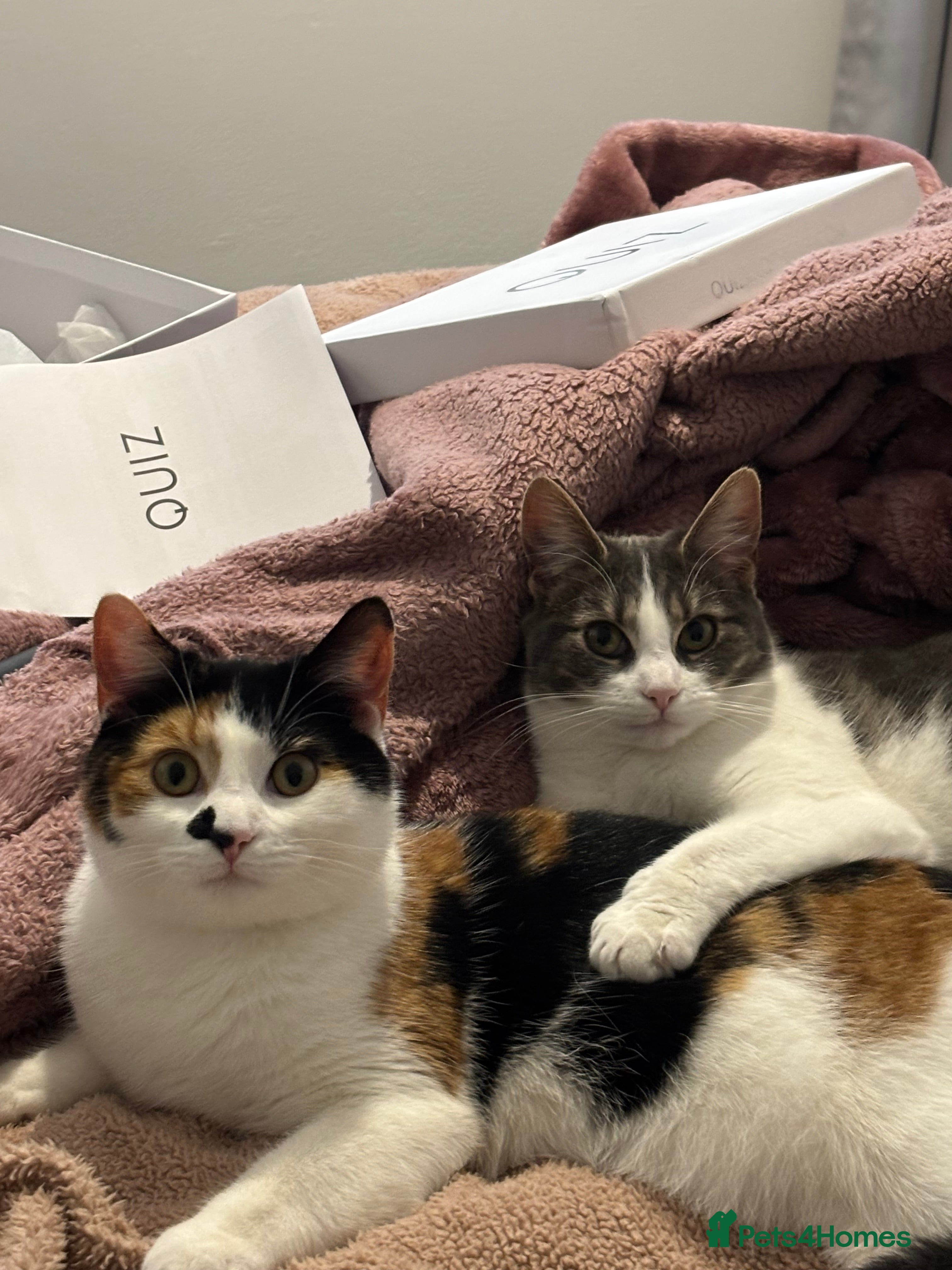 Mixed Breed cats *ADOPTION* 2 beautiful sisters  - Advert 1