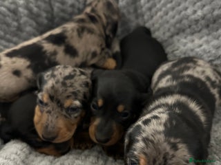 Miniature Dachshund dogs Miniature dachshund puppies - Advert 4