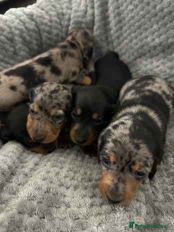 Miniature Dachshund dogs Miniature dachshund puppies - Advert 2