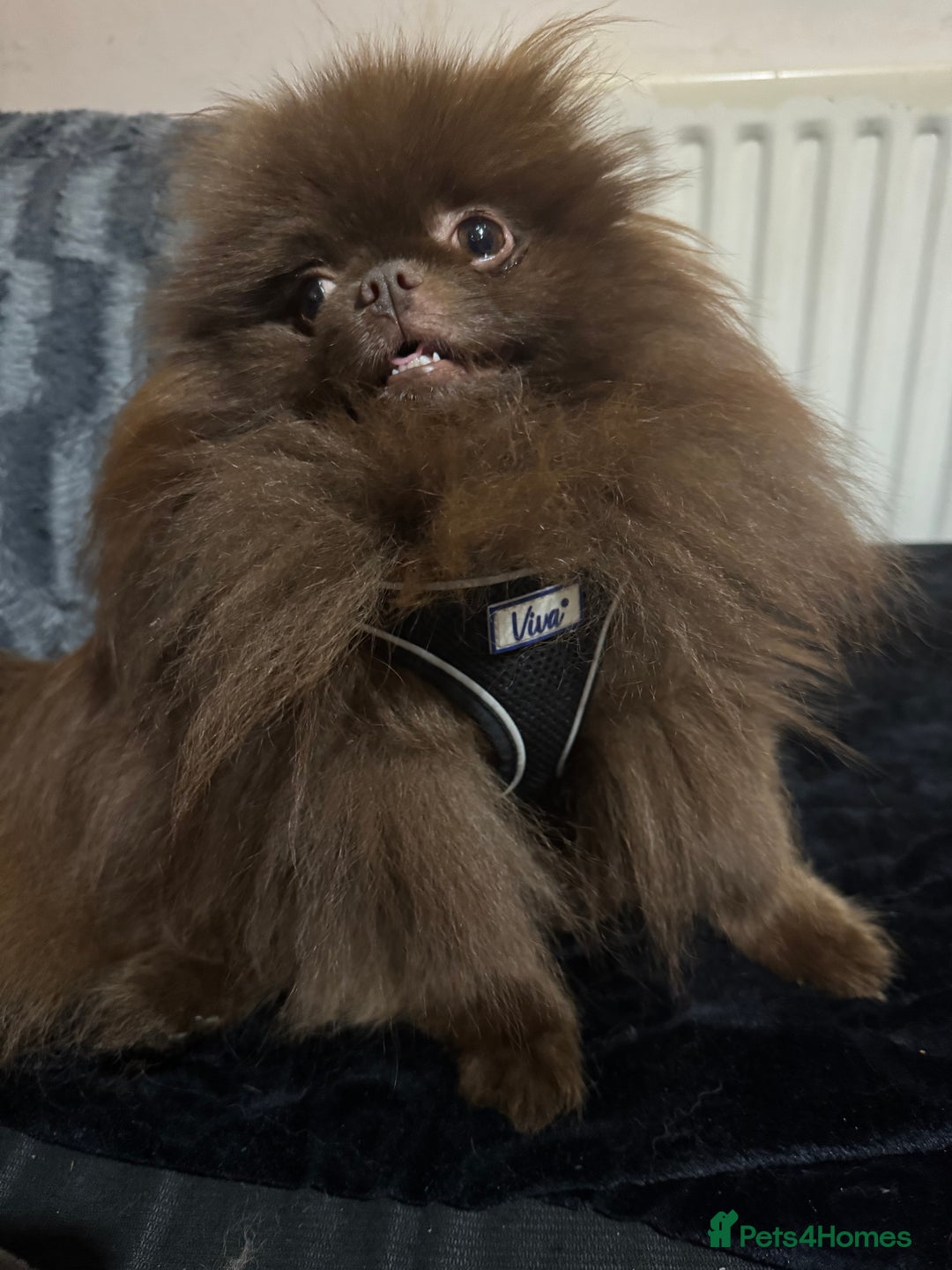 Pomeranian dogs for sale: Teddy bear amazing puppy 🥰 - Image 11