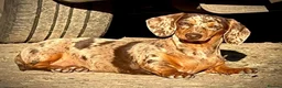 Miniature Dachshund dogs for sale: Outstanding Litter of Miniature dachshund puppies  - Advert 7