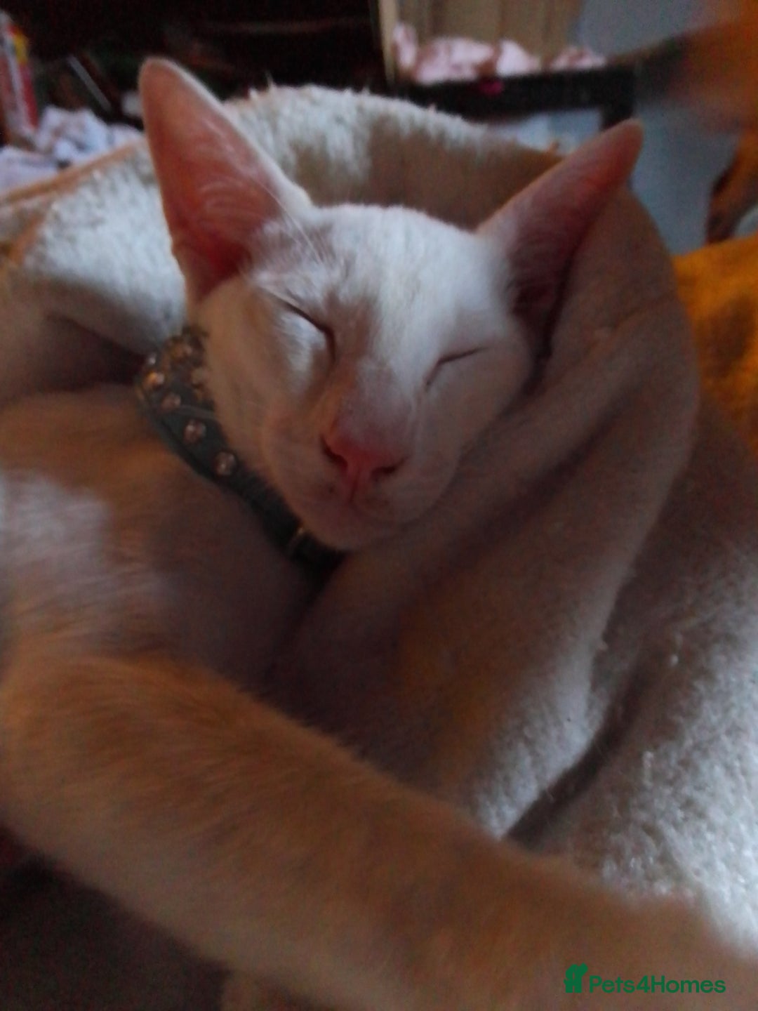 Siamese cats for sale: Siamese cat - Advert 3