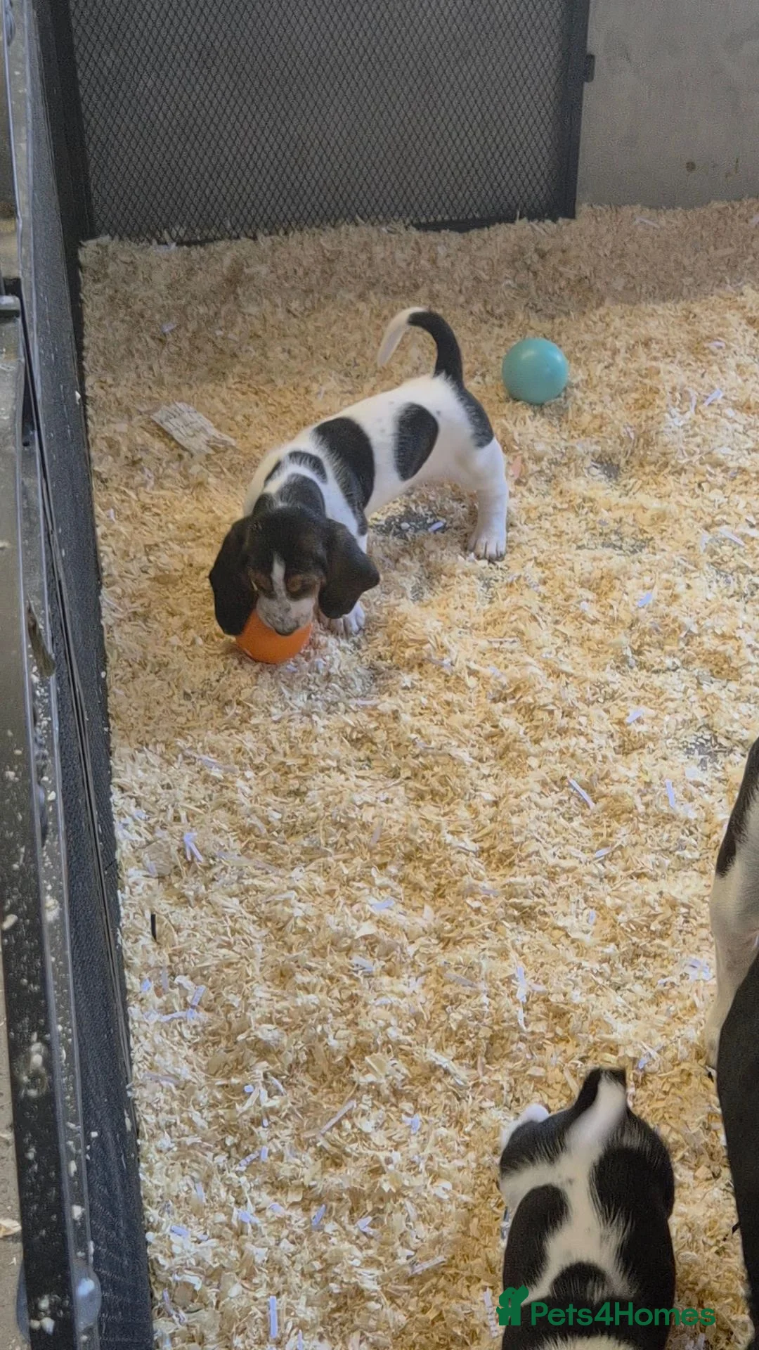Basset Hound dogs for sale: KC BASSET HOUND PUPPIES  - Advert 20