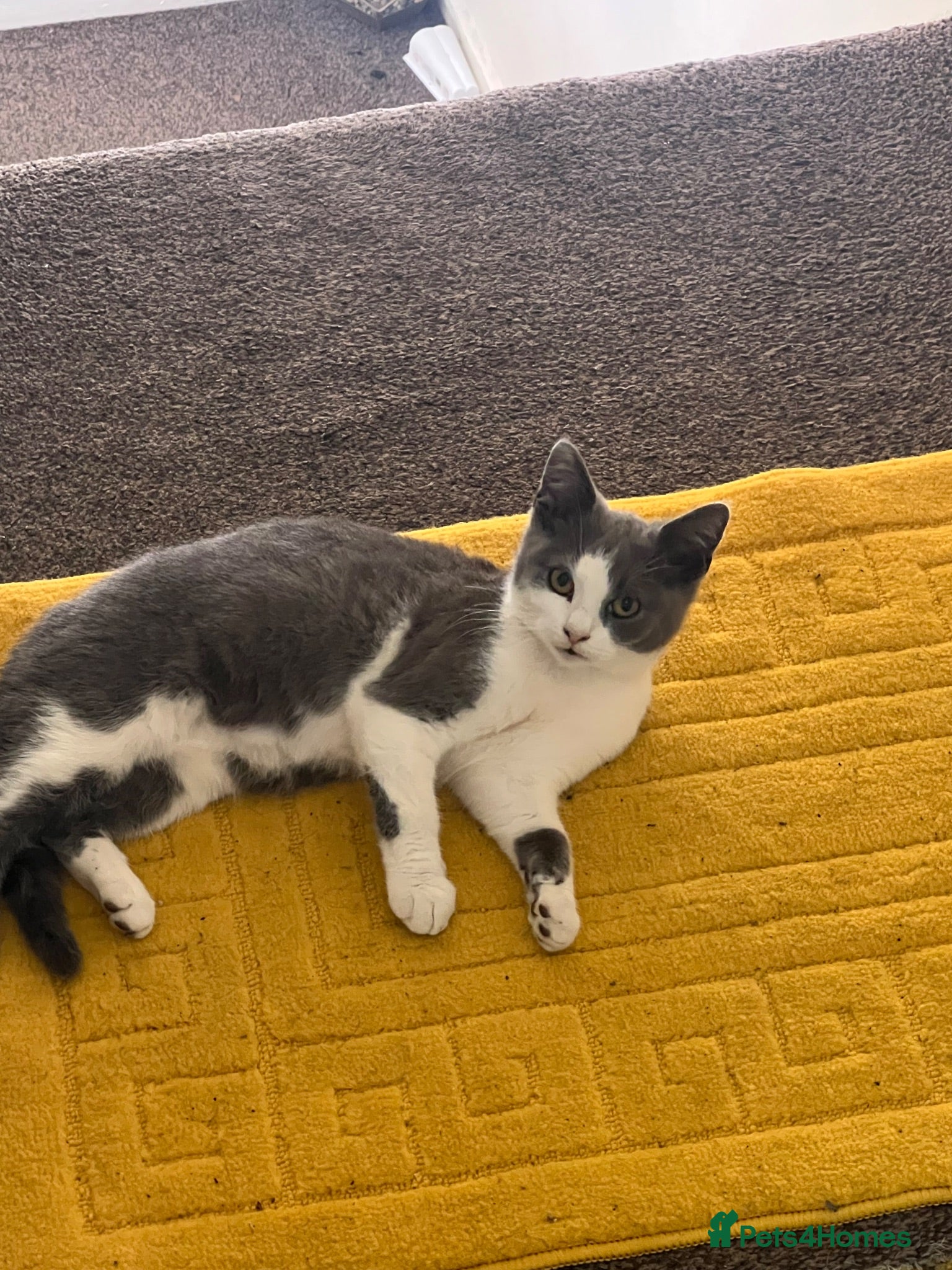 Domestic Shorthair cats Need a Gorgeous Grey and white Kitten - Advert 22