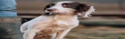 English Springer Spaniel dogs for sale: KC English Springer Spaniel puppies for sale - Advert 2