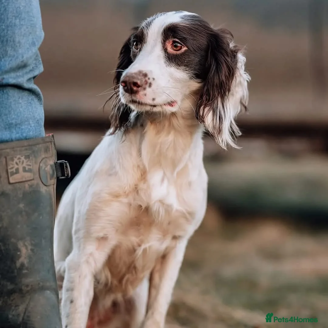 English Springer Spaniel dogs for sale: KC English Springer Spaniel puppies for sale - Advert 2