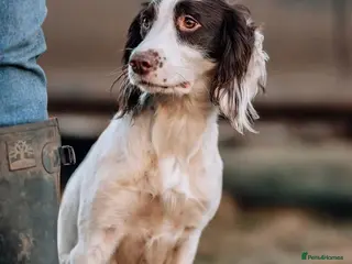 English Springer Spaniel dogs Last 1 BOY/1 GIRL left kc puppies springers - Advert 4