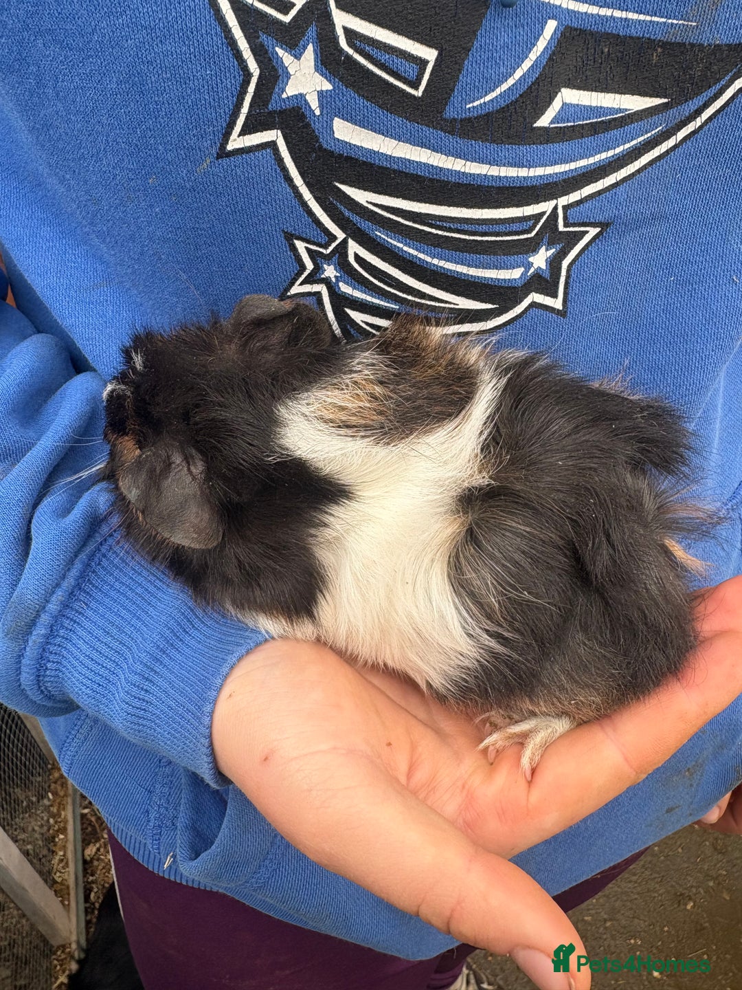Guinea Pig rodents for sale: Guinea pigs - Advert 2