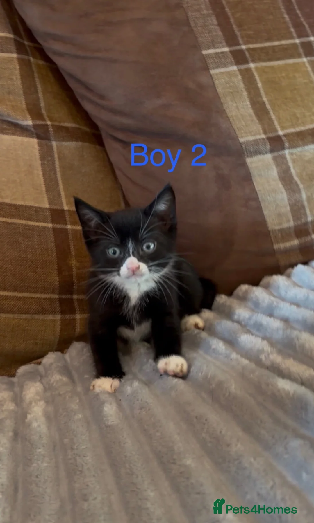 Mixed Breed cats for sale: 3 kittens ready for new homes  - Advert 2
