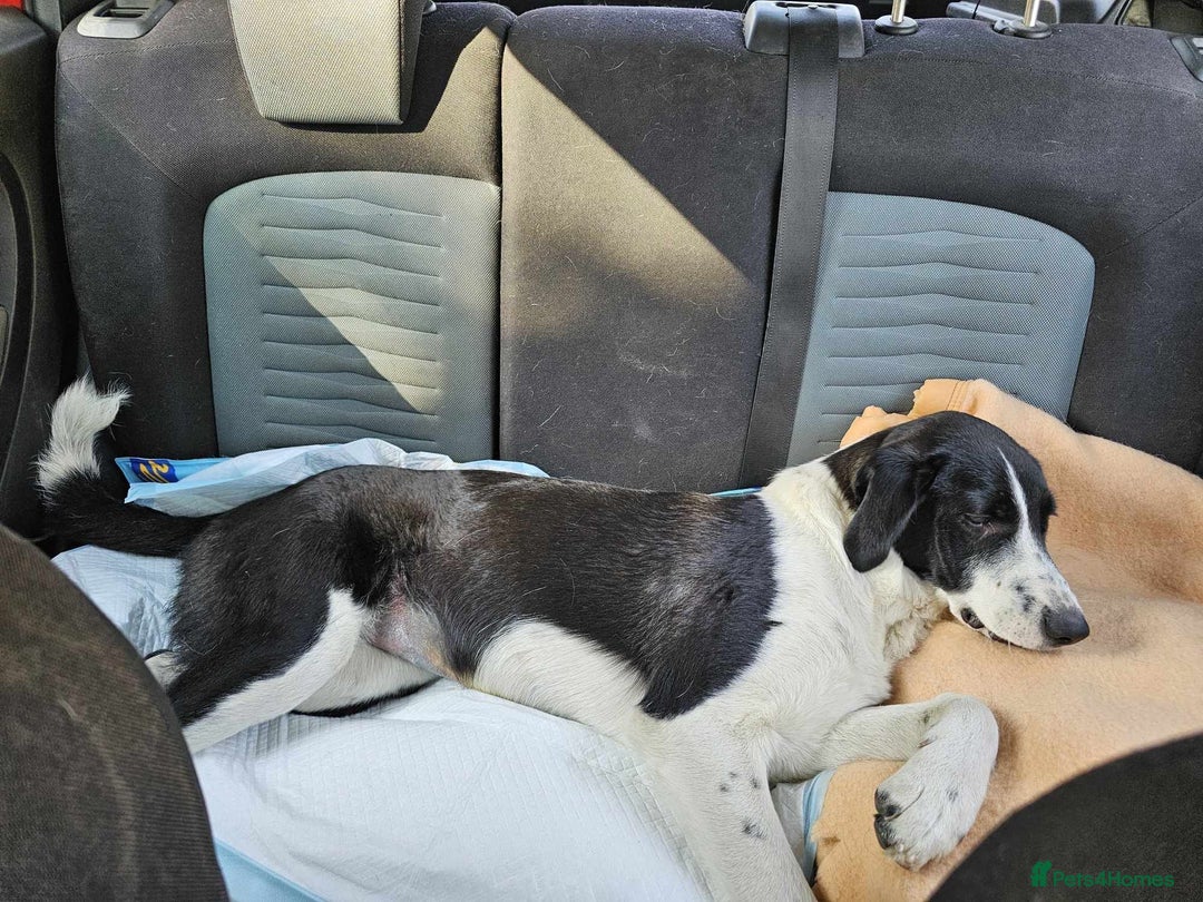 Mixed Breed dogs for adoption: 🐾 Meet Nala 🐾 - a loyal girl - for a Loving Home - Advert 22