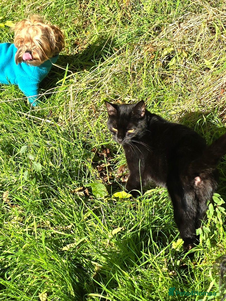 Domestic Shorthair cats for sale: Sweet natured female - Advert 20