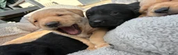 Labrador Retriever dogs for sale: Trainer raised Labrador Puppies  in Mexborough - Advert 7