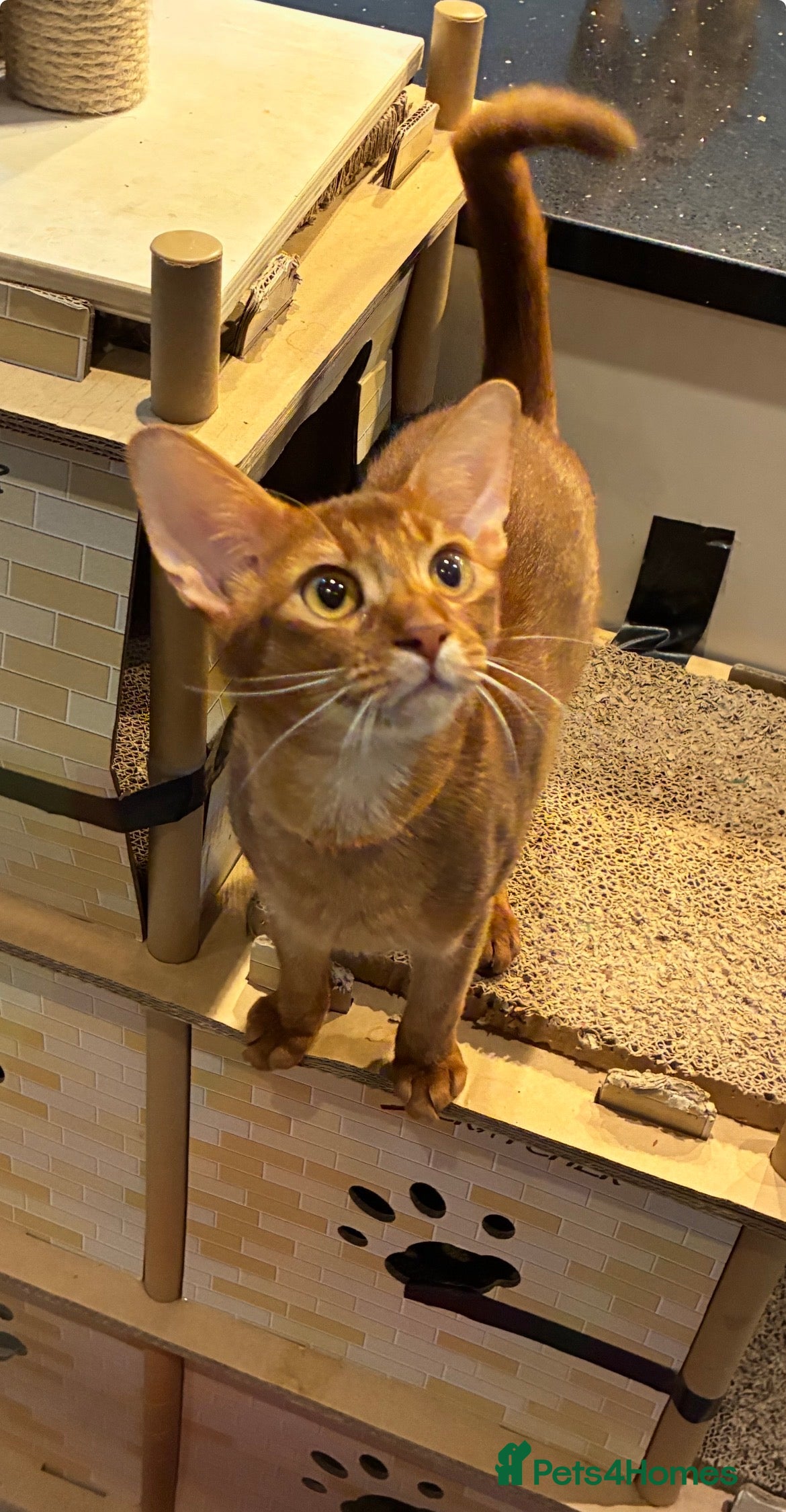 Abyssinian cats Abyssinian kitten looking for his new forever home - Advert 4