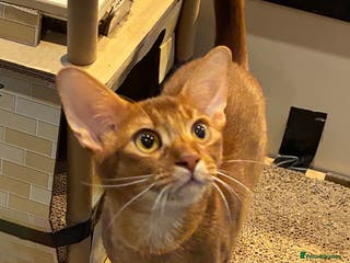 Abyssinian cats Abyssinian kitten looking for his new forever home - Advert 4