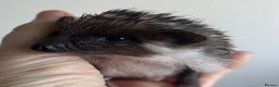 Pygmy Hedgehog rodents for sale: African Pygmy Hedgehog Ethnical breeding mixed - Advert 6