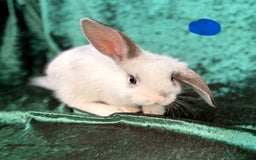 Mixed Breed rabbits for sale: Mini lop cross French lop baby rabbits.  - Image 7