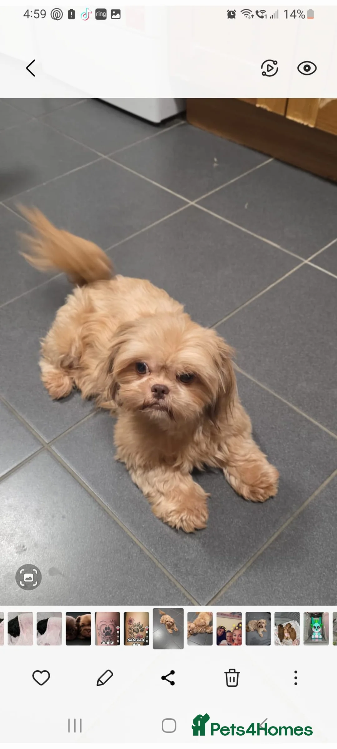 Shih Tzu dogs for sale: karashishi shih tzu  - Advert 1