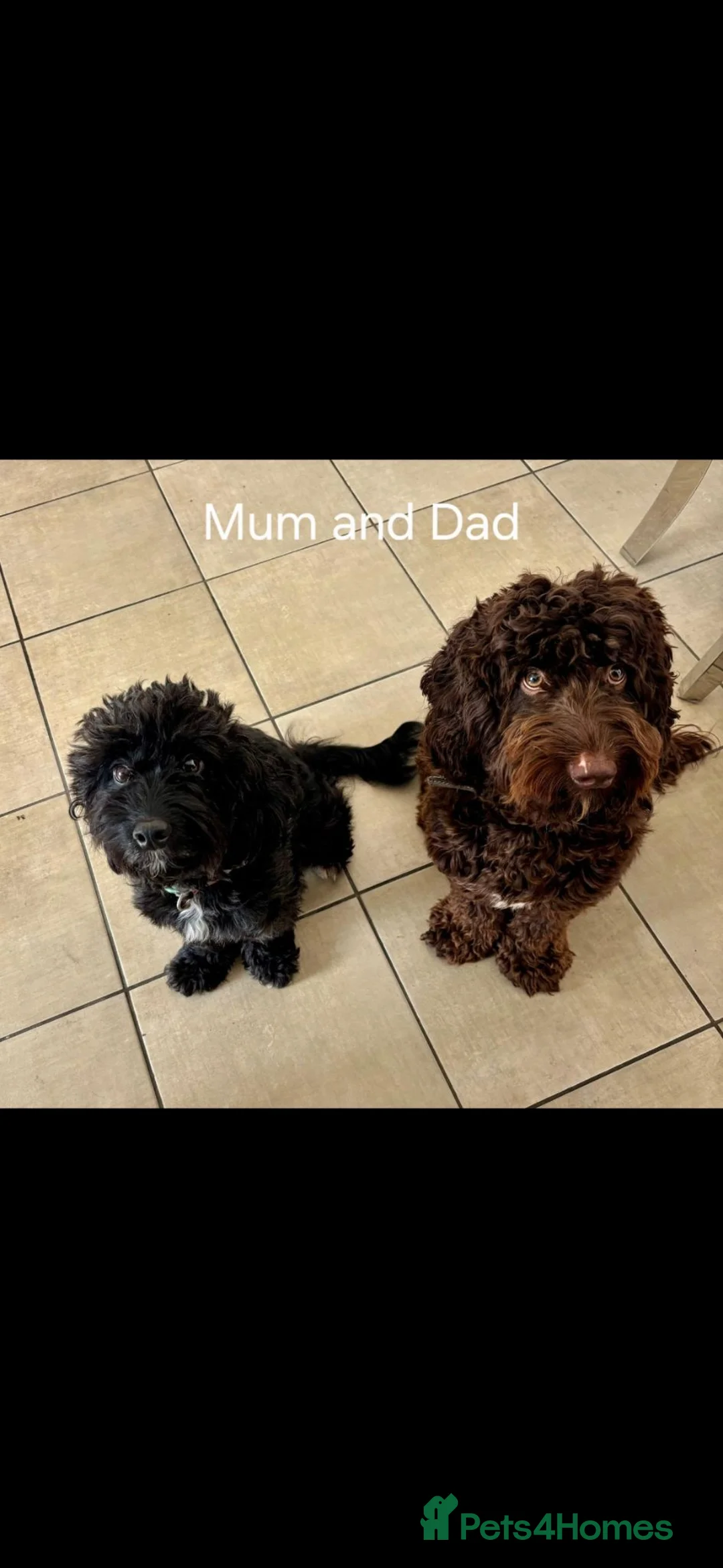Cockapoo dogs for sale: Cockapoos F2  - Advert 2