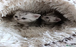 British Shorthair cats for sale: British Shorthair kittens - Image 12