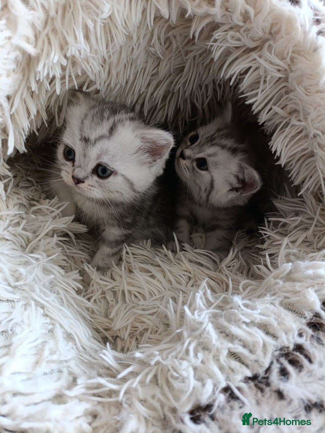 British Shorthair cats for sale: British Shorthair kittens - Image 12