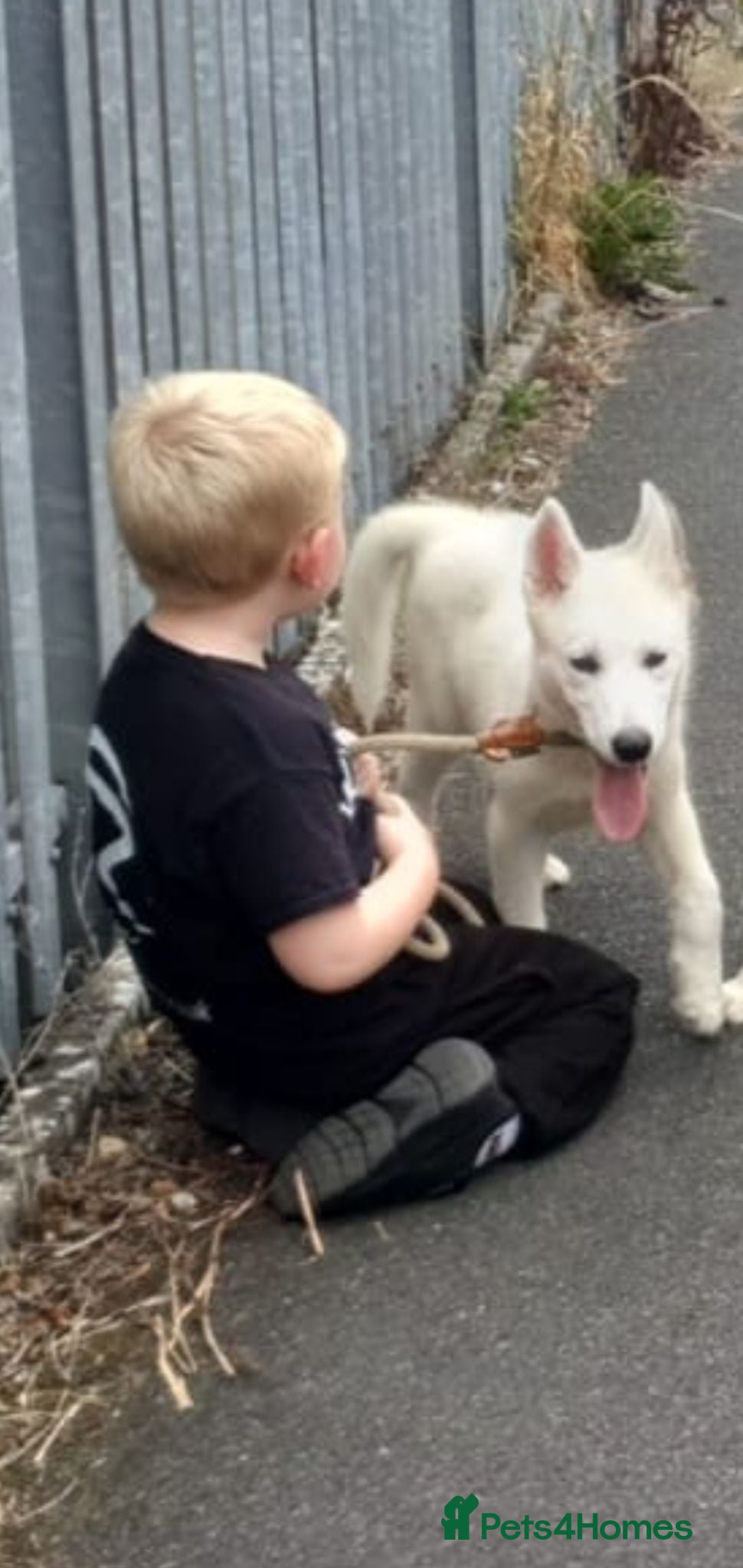 Siberian Husky dogs White female husky pup. Fully vaccinated - Advert 6