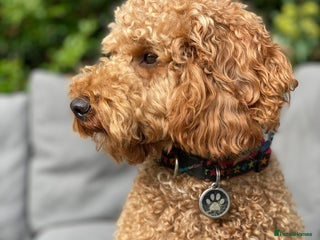 Miniature Poodle dogs in Tonbridge - Advert 5