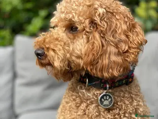 Miniature Poodle dogs Red Miniature poodle stud- kc reg and health tests in Tonbridge - Advert 5