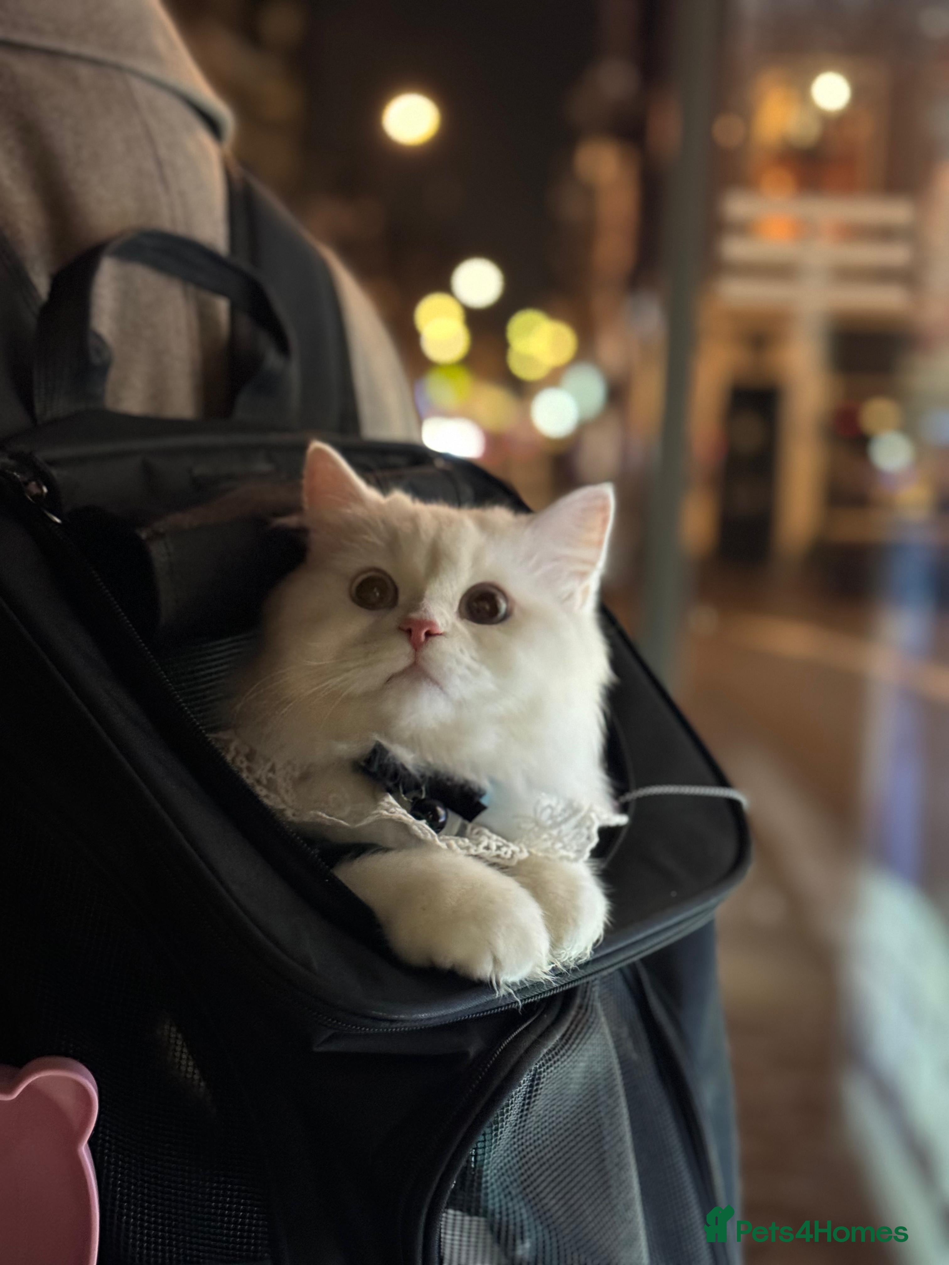 Persian cats Beautiful Persian Female - Advert 1