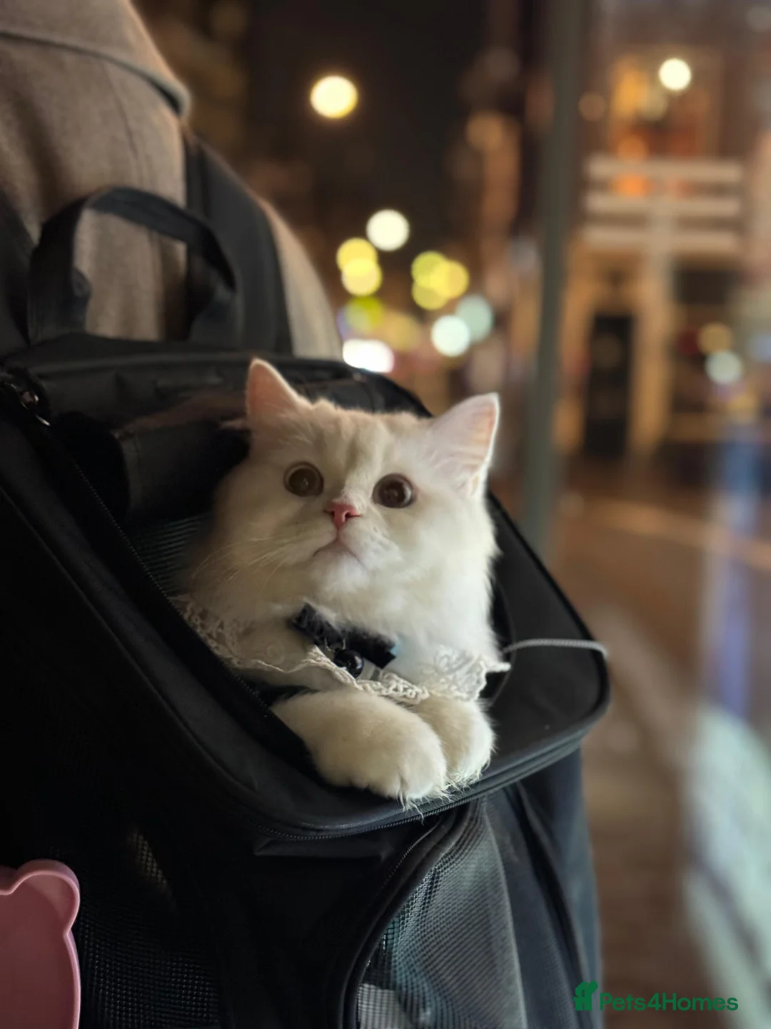 Persian cats for sale: Beautiful Persian Female in London - Advert 1