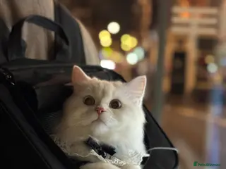 Persian cats Beautiful Persian Female - Advert 1