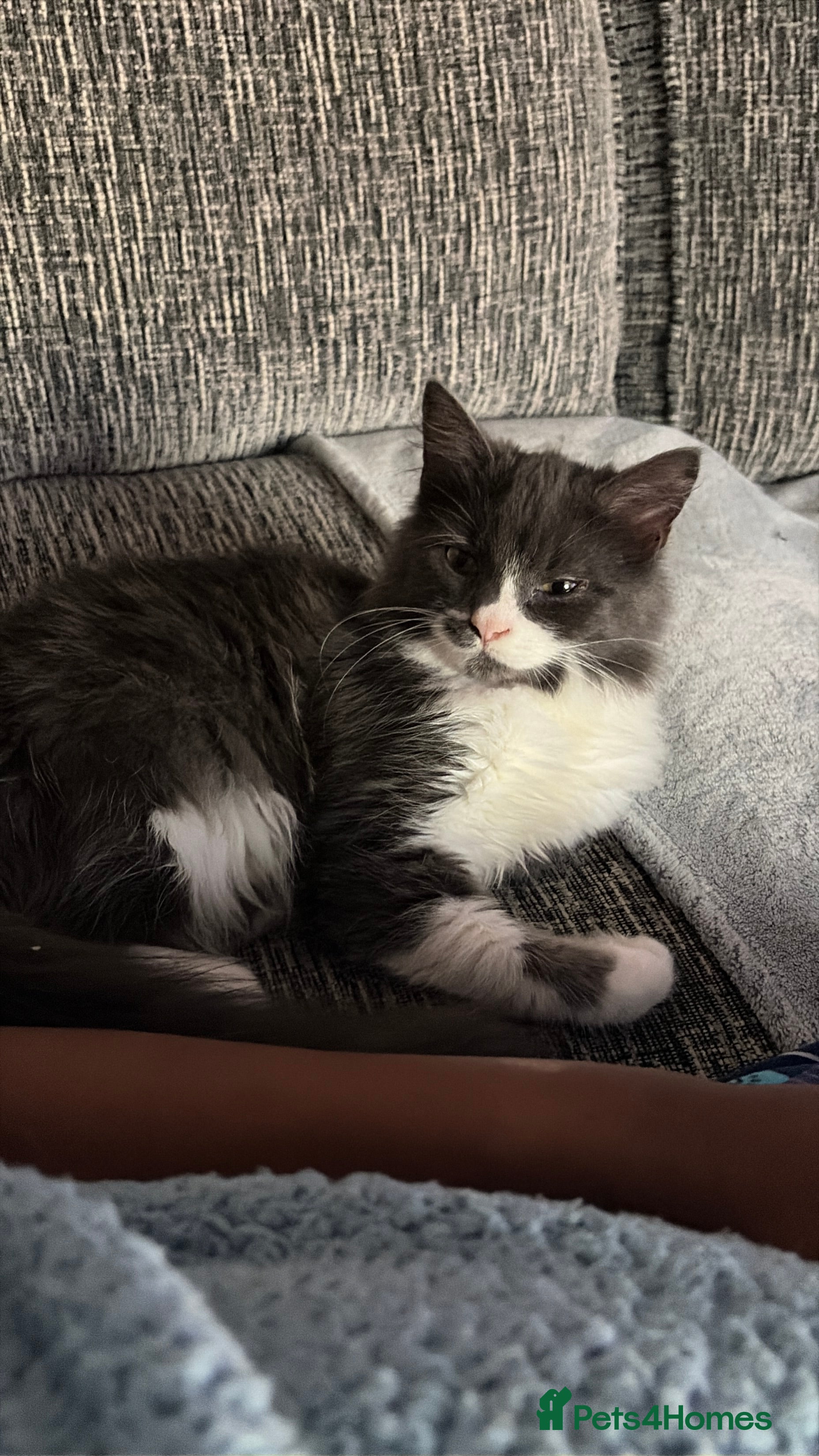 British Longhair cats 2 Male Kittens - Advert 1