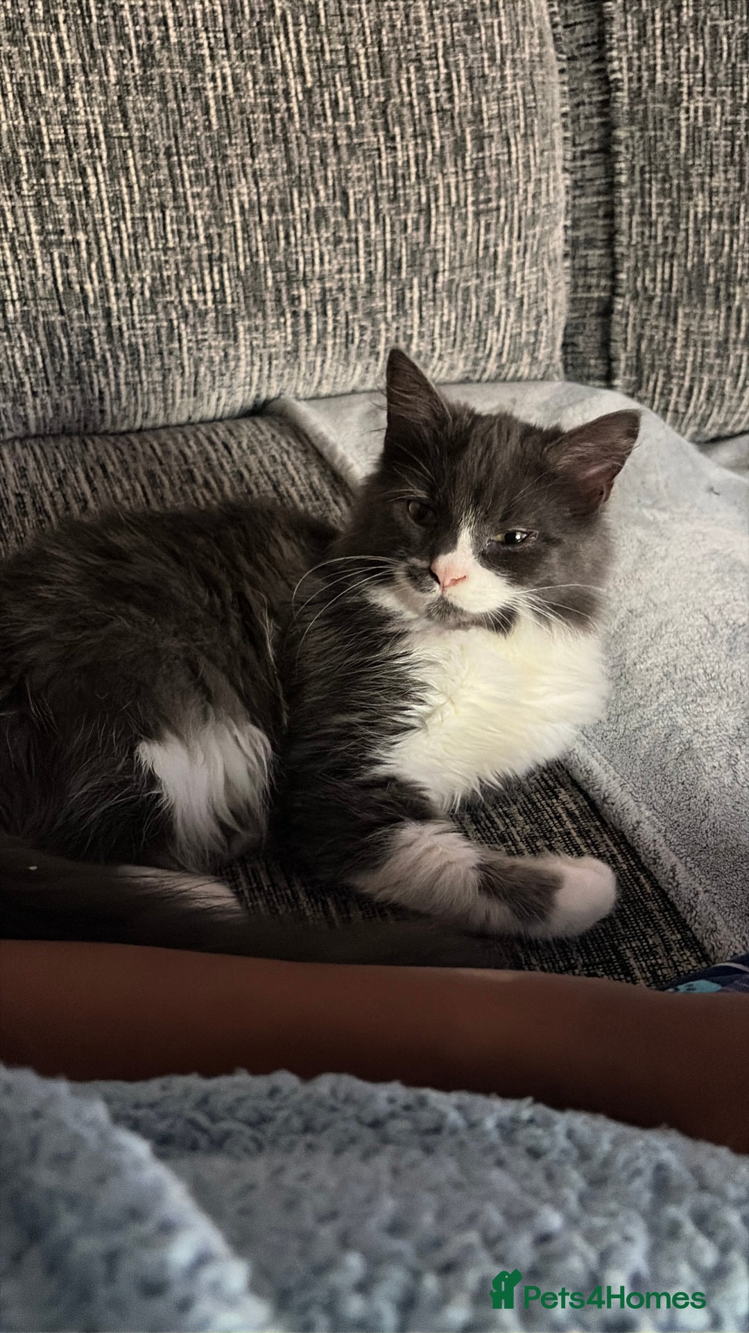 British Longhair cats for sale: 2 Male Kittens - Advert 1