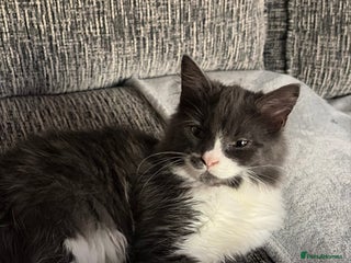 British Longhair cats 2 Male Kittens - Advert 1