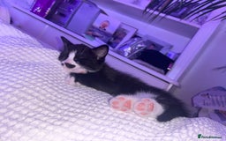 Mixed Breed cats for sale: 3 ragdoll mix kittens  - Image 11
