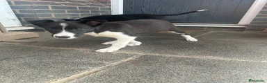 Border Collie 3