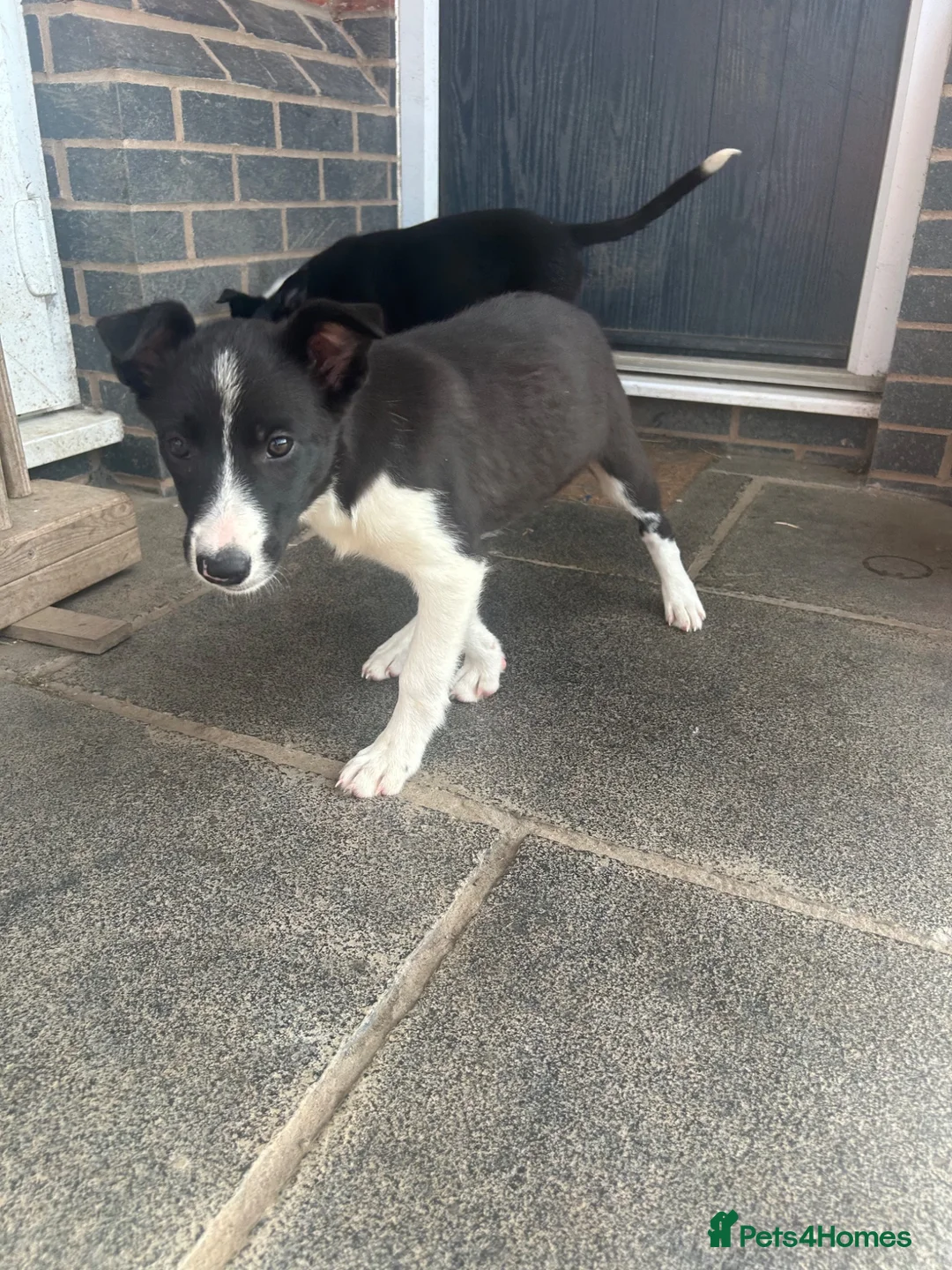 Border Collie dogs for sale: Gorgeous litter of border collie puppies  - Advert 12
