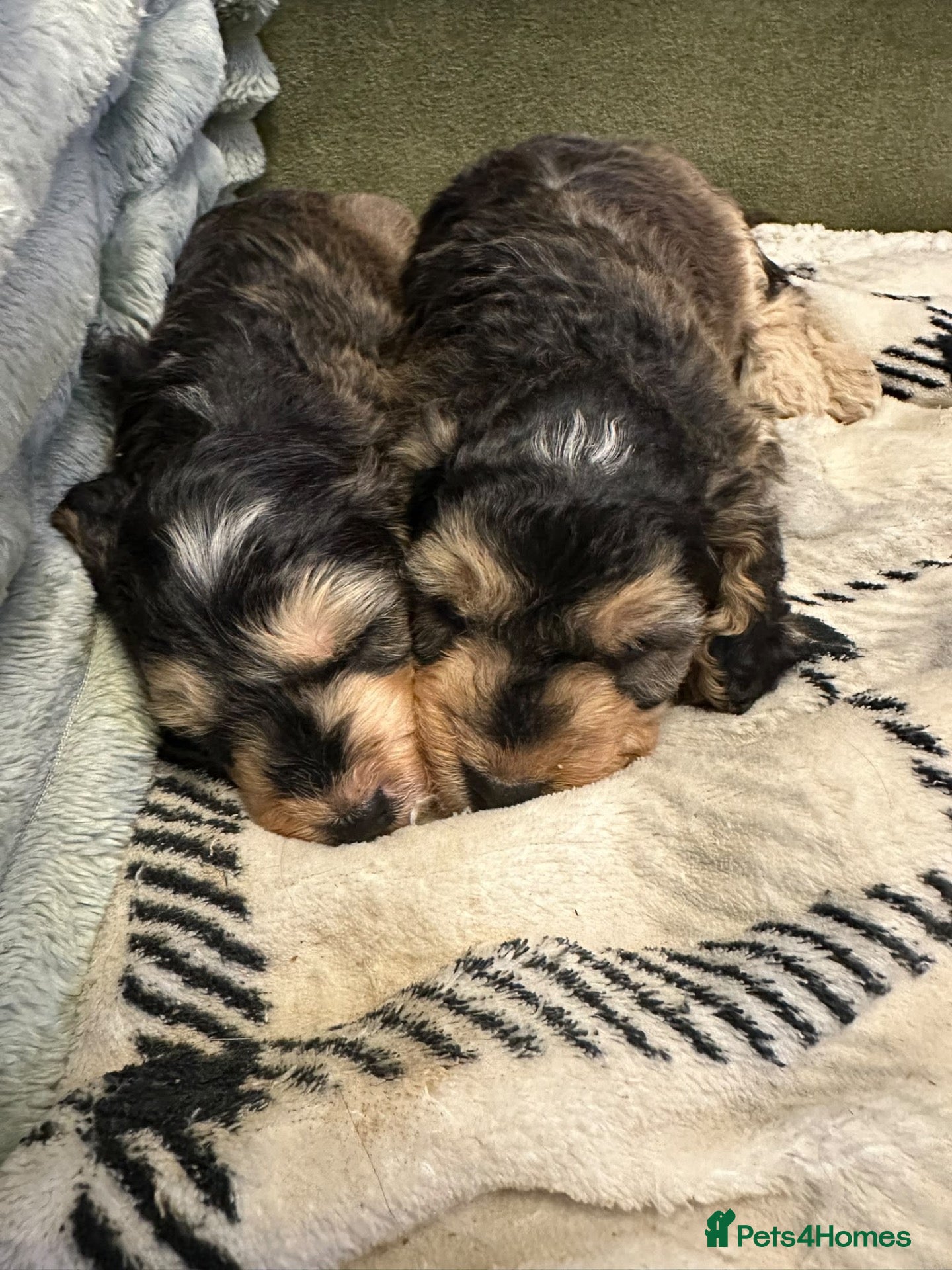 Mixed Breed dogs 4 Double Doodle Little Girls Available  - Advert 1