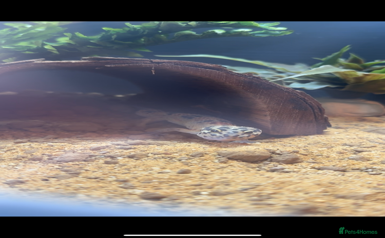 Leopard Gecko reptiles - Advert 1
