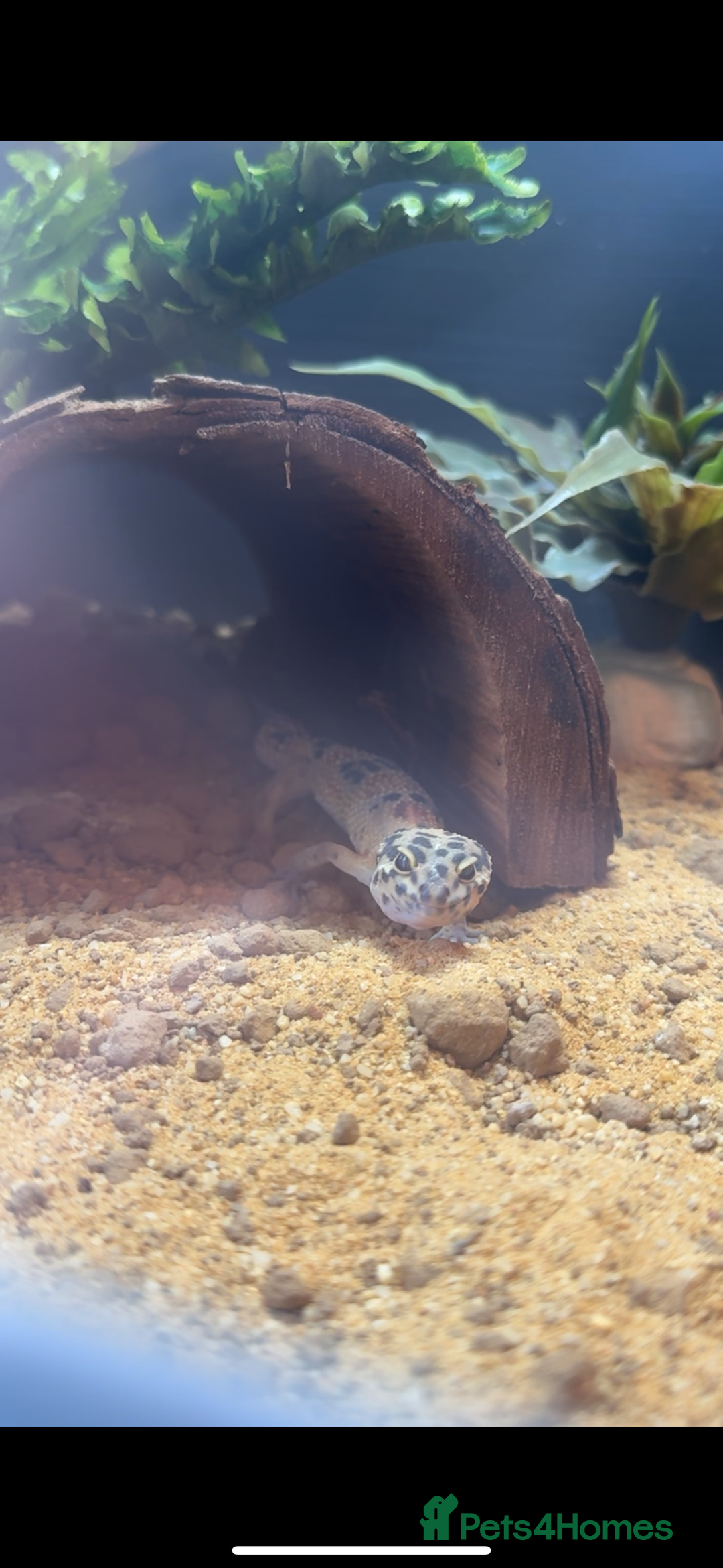 Leopard Gecko reptiles for sale: Ziggy Leopard Gecko - Image 1