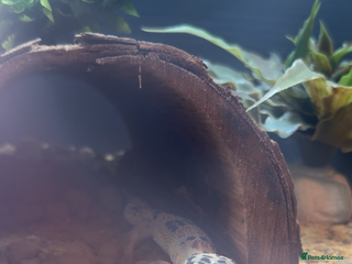 Leopard Gecko reptiles - Advert 27