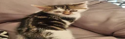 Mixed Breed cats for sale: Kittens - Advert 2