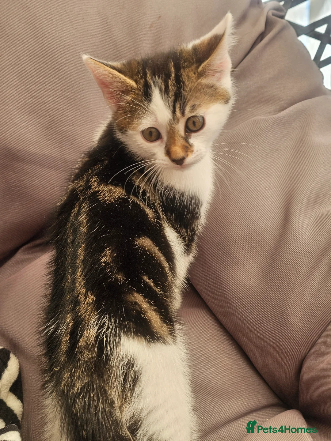 Mixed Breed cats for sale: Kittens - Advert 2