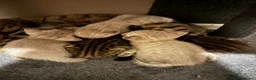 Bengal cats for sale: Silver, Snow Lynx & Brown Rosette Bengals in Crawley - Advert 4