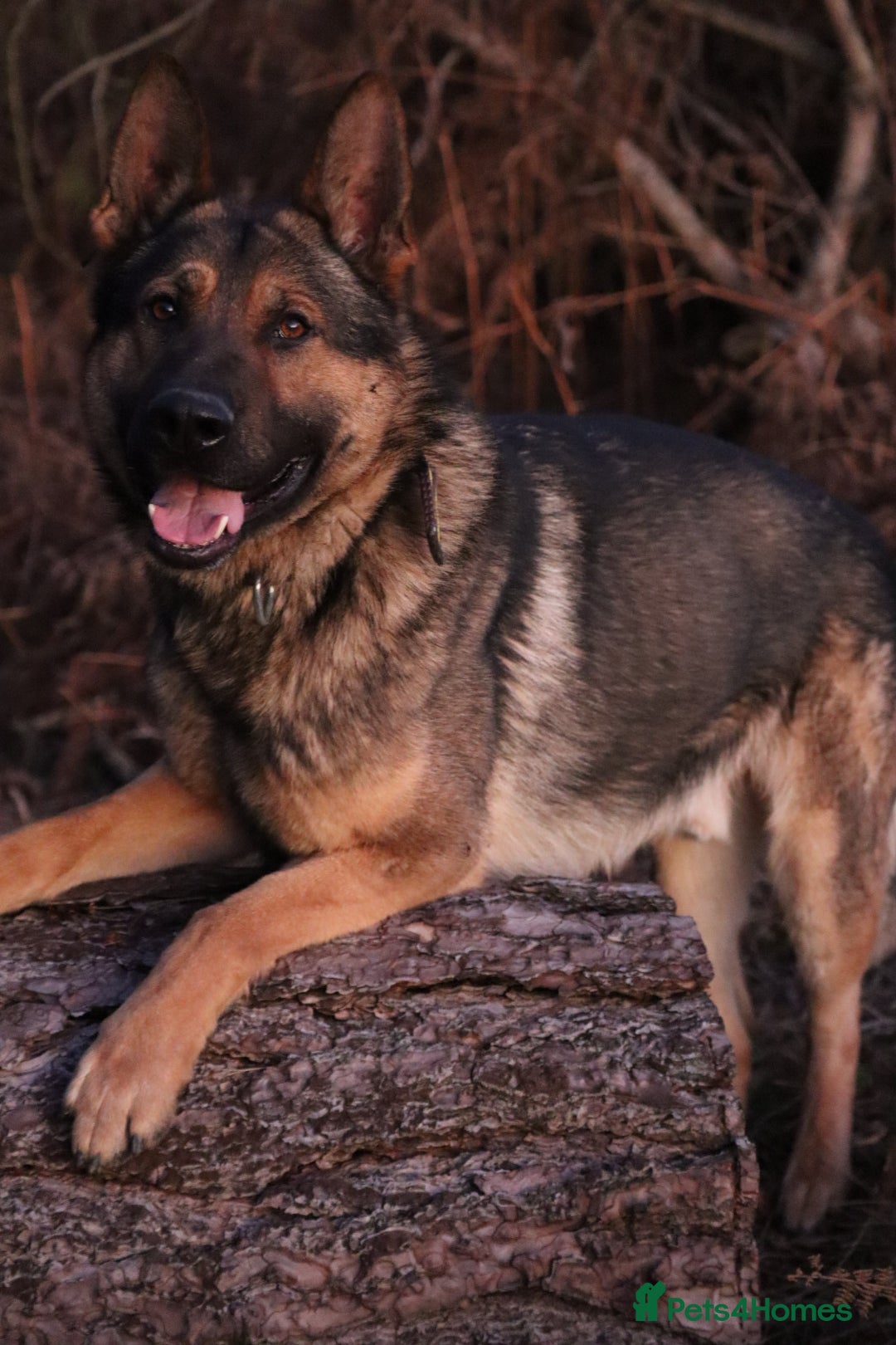 German Shepherd dogs for sale: Chewbacca the handsome gsd  - Advert 11