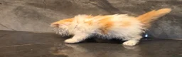 Scottish Fold cats for sale: Eight wee wonders seek mum/dad - Advert 10
