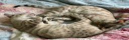 Bengal cats for sale: Bonded Snow Bengals – Experienced, Pet-Free Home - Advert 5