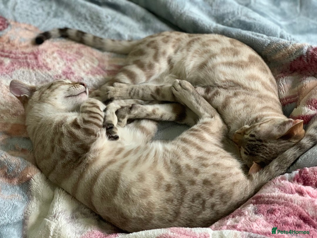 Bengal cats for sale: Bonded Snow Bengals – Experienced, Pet-Free Home - Advert 5