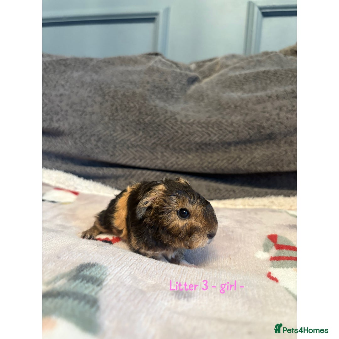 Guinea Pig rodents for sale: Stunning mother & baby guniea pigs - Advert 2