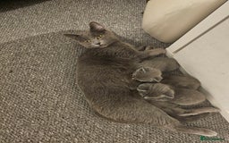 Russian Blue cats for sale: 1 Russian Blue kitten available - Advert 5