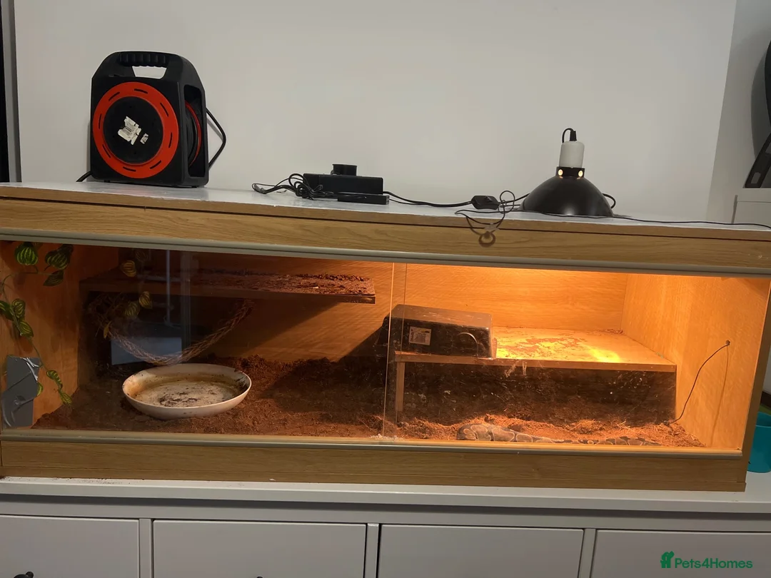 Python Snake reptiles for sale: Pet snake in London - Advert 2